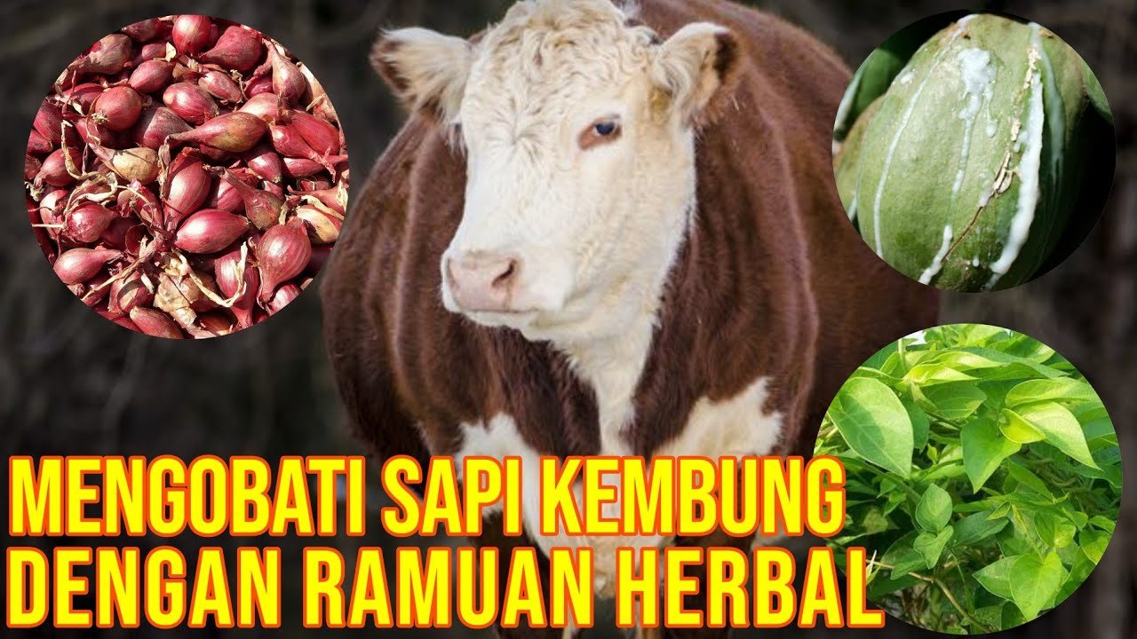 
                                 Obat-Herbal-Kembung-Sapi-Alami-Dan-Ampuh